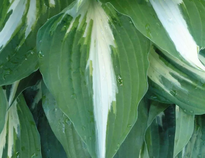 Hosta Night before Christmas, Plantain Lily Night before Christmas, Neptune Night before Christmas', Variegated Hosta, Shade perennials, Plants for shade