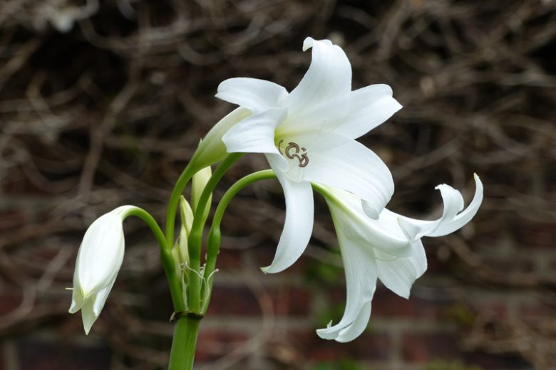Crinum x powellii 'Album' , Swamp Lily 'Album', Cape Coast Lily 'Album', River Lily 'Album', White Powell Lily, late summer flowers, Fragrant flowers
