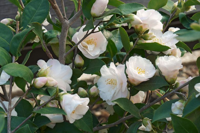 Camellia 'Spring Mist', 'Spring Mist' Camellia, Winter Blooming Camellias, Spring Blooming Camellias, Fragrant Camellias, Early to Mid Season Camellias, Pink flowers, Pink Camellias