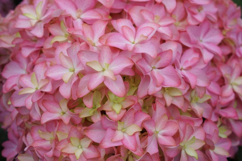 Hydrangea Macrophylla 'Inspire', Bigleaf Hydrangea 'Inspire', Hydrangea 'Inspire', Pink Hydrangea, Blue Hydrangea, Bicolor Hydrangea