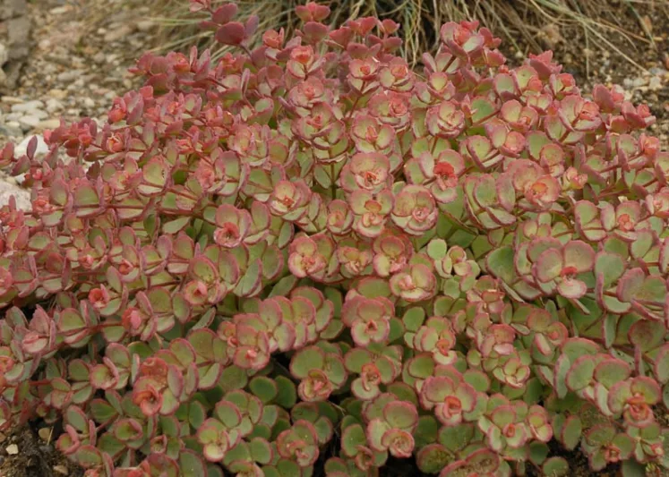 Sedum sieboldii, October Daphne Stonecrop, Hylotelephium sieboldii, sieboldii stonecrop