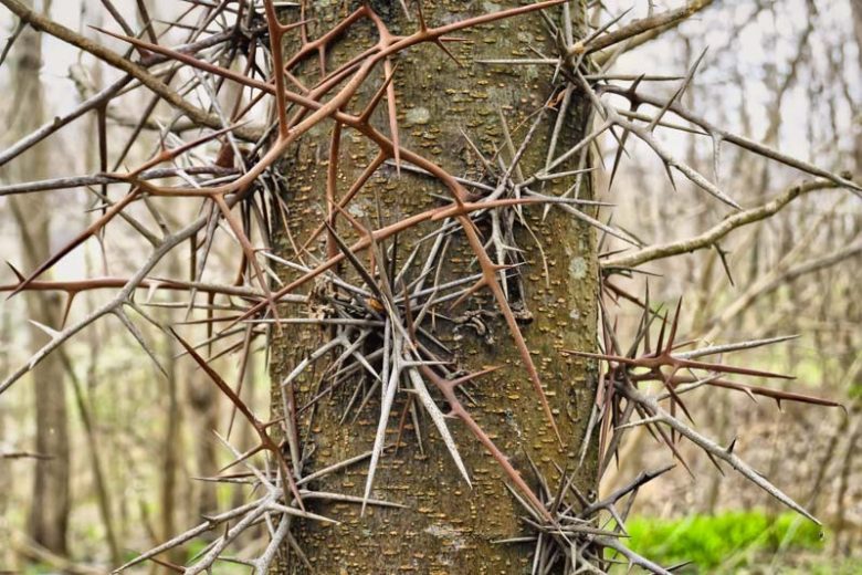 Gleditsia triacanthos, Honey Locust, Common Honey Locust, Thorny Common Honey Locust, Honey Shucks Locust, Sweet Locust, Thorny Locust, Honey Shucks, Sweet Bean Tree, Gleditsia triacanthos var. inermis