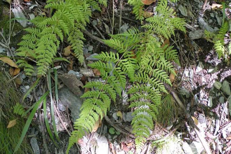 Cystopteris bulbifera, Bulblet Bladder Fern, Bulblet Fern, Filix bulbifera, Shade plants, shade perennial, plants for shade