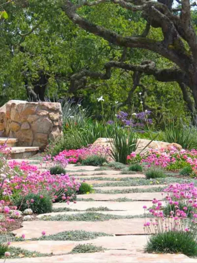Armeria Maritima , Sea Thrift, Thrift, Sea Pink, Cliff Rose, Cushion Pink, Lady's Cushion, Lady's Pincushion, Marsh Daisy, Sea Gilliflower, Sea Grass, ground covers, grouncover, perennial ground cover