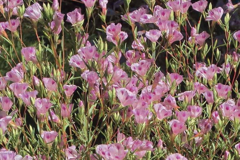 Clarkia williamsonii, Fort Miller Clarkia, Godetia, Purple Flowers, Pink Flowers
