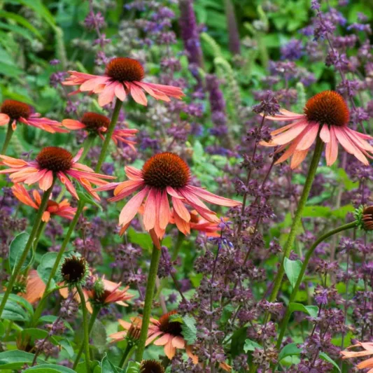 Coneflower 'Sundown', Echinacea 'Sundown', Coneflower Big Sky Sundown, Echinacea Big Sky Sundown, Orange Coneflower, Coneflowers, Cone flowers, Fragrant perennials, drought tolerant perennials