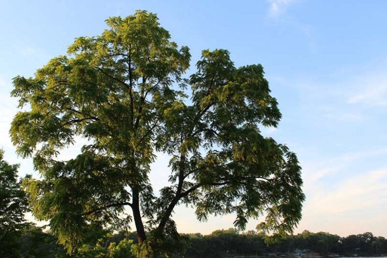 juglans nigra, Black Walnut