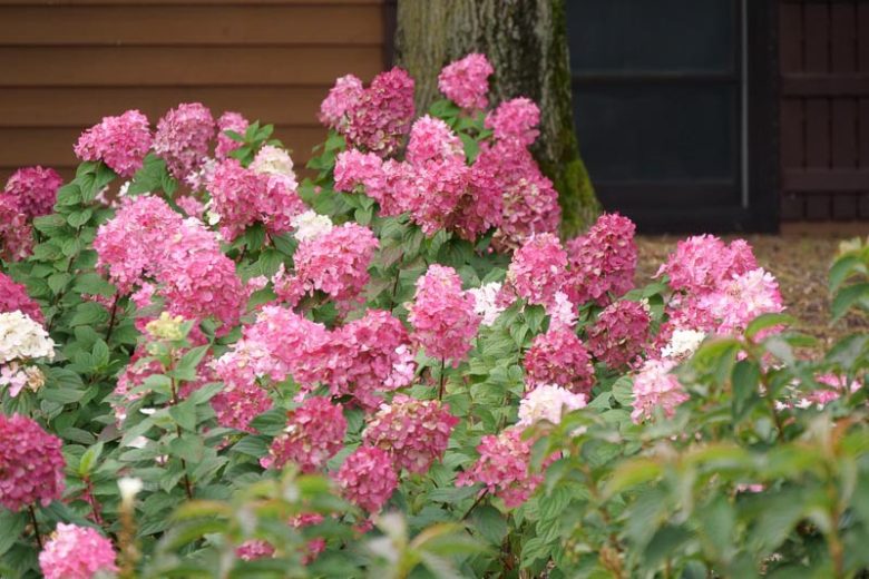 Hydrangea Paniculata Zinfin Doll, Zinfin Doll Hydrangea, Hydrangea Zinfin Doll, Panicle Hydrangea Zinfin Doll, Paniculate Hydrangea Zinfin Doll, Pink hydrangea, Small Hydrangea, Hardy Hydrangea