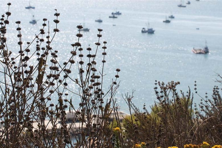 Salvia mellifera, Black Sage, California Black Sage, Honey Sage, White salvia, White Sage, White flowers