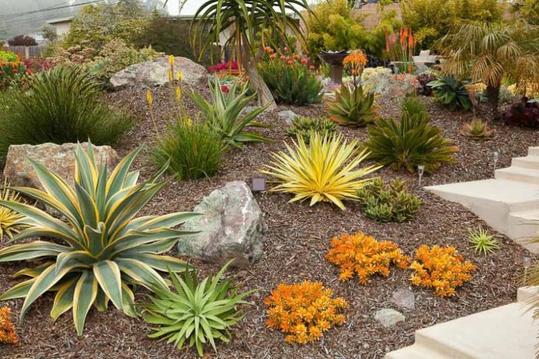 Yucca Gloriosa 'Bright Star', Variegated Spanish Dagger, 'Bright Star' Yucca, Yucca gloriosa 'Walbristar'