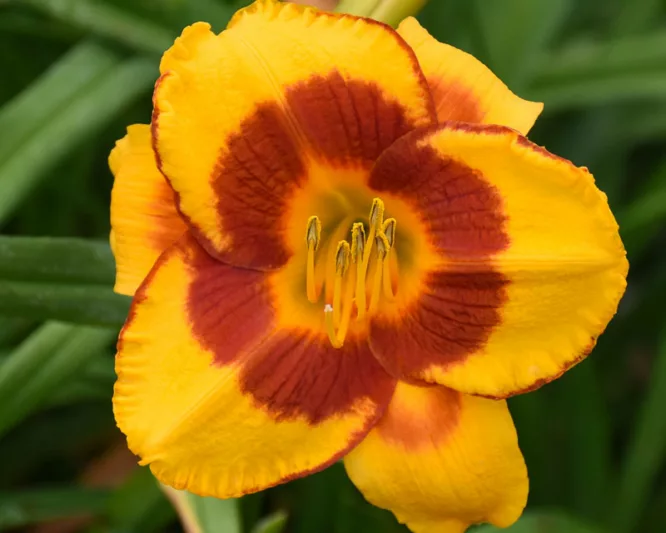 Hemerocallis 'Fooled Me', Daylily 'Fooled Me', Day Lily 'Fooled Me', 'Fooled Me' Daylily, daylilies, Daylily, Day Lilies, Bicolor flowers, Bicolor  day lily, Bicolor  Daylily, Hemerocallidaceae, perennial, plant