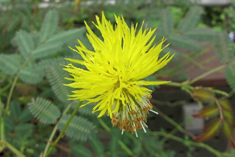 Neptunia oleracea, Water Mimosa, Sensitive Neptunia, Sensitive Water Plant, Neptunia aquatica, Pond Plants, Water Plants, Aquatic Plants, Yellow Flowers