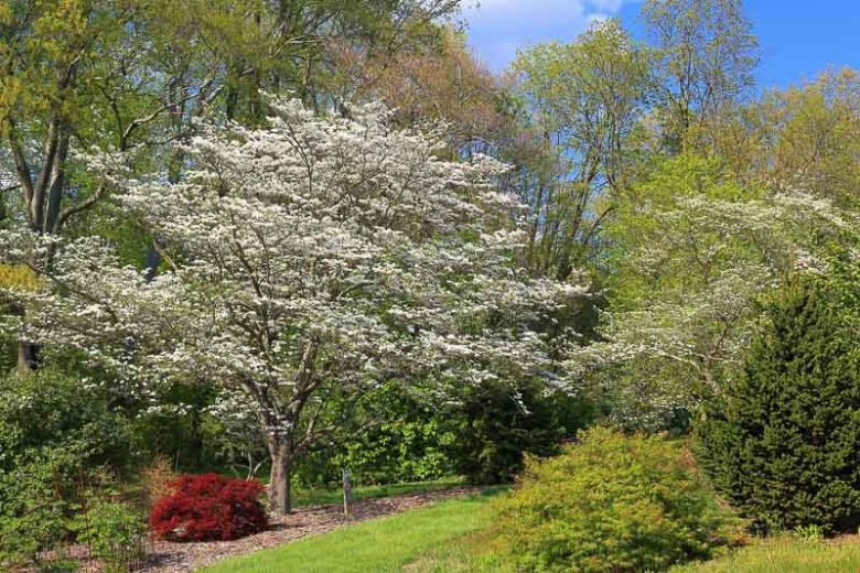 Cornus florida, Flowering Dogwood, American Box, Blood Twig Dogwood, Common White Dogwood, Eastern Flowering Dogwood, False Box Wood, North American Green Osier, Fall color, Winter color, shrub with berries, Flowering tree, red fruits