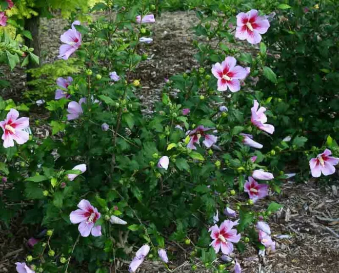 Hibiscus syriacus Orchid Satin®, Rose of Sharon Orchid Satin®, Shrub Althea Orchid Satin®, Flowering Shrub, Pink flowers, Pink Hibiscus