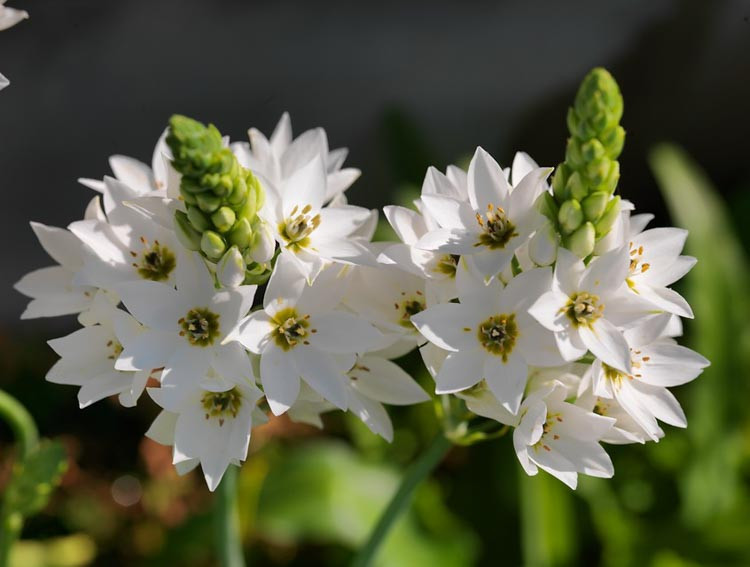 Ornithogalum umbellatum, Ornithogalum arabicum,Ornithogalum saundersiae,Ornithogalum thyrsoides