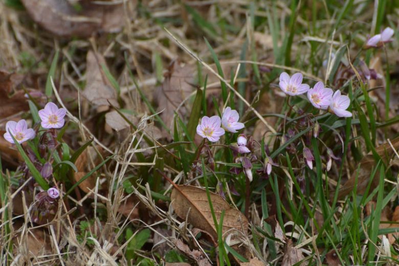 Claytonia virginica, Virginia Springbeauty, Springbeauty, Virginia Spring Beauty, Spring Beauty, Good Morning Spring, Grass Flower, Wild Potato, Purple flowers, Spring flowers, Shade perennials