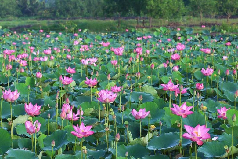 Nelumbo nucifera, Sacred Lotus, Chinese Arrowroot, Chinese Waterlily, East Indian Lotus, Egyptian Sacred Bean, Padma, Water Bean, Indian Lotus, Eastern Lotus