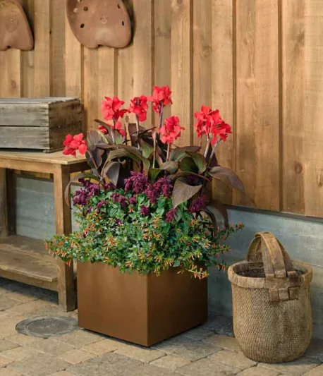 Canna 'Toucan Scarlet', Indian Shot 'Toucan Scarlet', Cana Lily 'Toucan Scarlet, Canna Lily Canna lilies, Red Canna Lilies, Red Canna Lilies