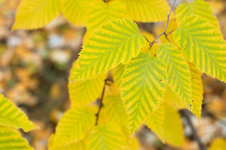 Betula alleghaniensis, Yellow Birch, Gray Birch, Swamp Birch, Silver Birch,, Betula lutea, Tree with fall color, Fall color, Attractive bark Tree
