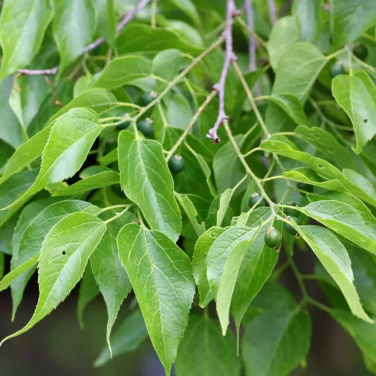 Celtis occidentalis, Common Hackberry, Northern Hackberry, American Hackberry, Nettle Tree, Beaverwood, False Elm, Tree with fall color, Fall color, Attractive bark Tree