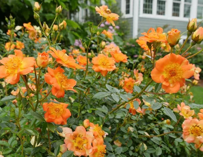 Rose Oso Easy Paprika, Rosa Oso Easy Paprika, Oso Easy Paprika Rose, Shrub Roses, Rose bushes, Garden Roses, Rosa 'ChewMayTime', Orange Roses, Orange Flowers, Groundcover Rose