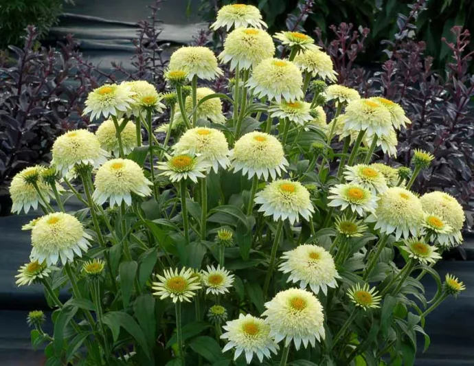 Echinacea Aloha, Aloha Echinacea, Coneflower 'Aloha', Yellow coneflower, Yellow coneflowers, Yellow Echinacea, Yellow Flowers, Yellow Perennials