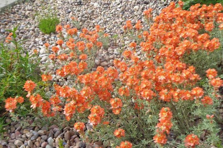 Sphaeralcea coccinea, Scarlet Globemallow, Caliche Globemallow, Copper Mallow, Prairie Mallow, Orange Flowers