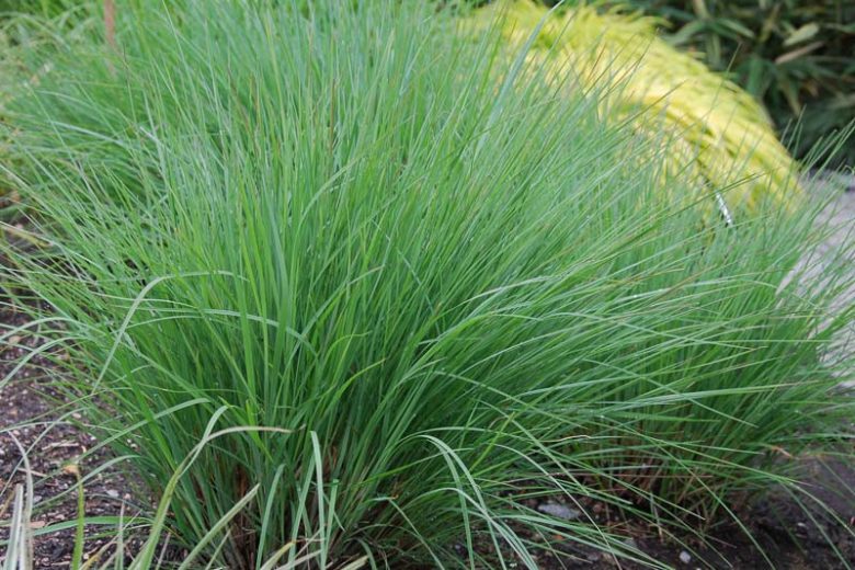 Schizachyrium scoparium, Little Bluestem, Popotillo Azul, Blue Stem, Broom Beard Grass, Broom Grass, Bunchgrass, Prairie Grass, Wire Grass, Ornamental Grass, Native Grass
