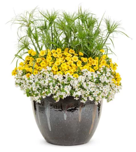 Cyperus papyrus 'Prince Tut', Papyrus 'Prince Tut', Egyptian Paper Reed 'Prince Tut', Egyptian Paper Rush 'Prince Tut',  Dwarf Egyptian Papyrus, Aquatic Perennial, Pond Plant