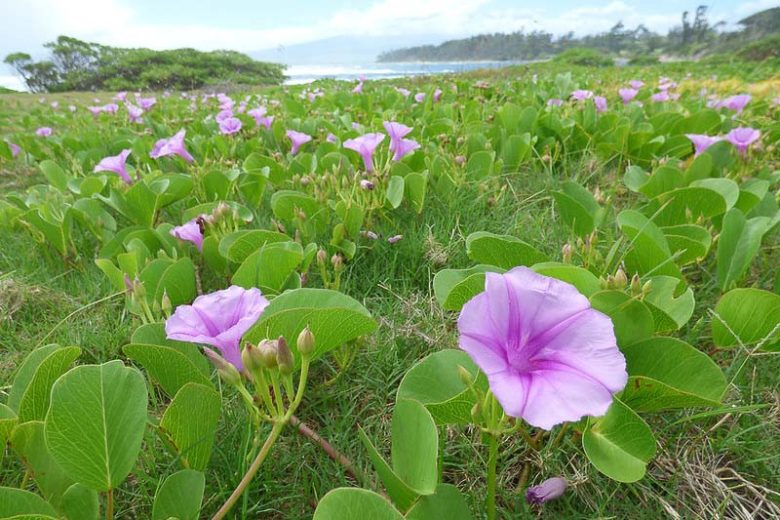 Ipomoea pes-caprae, Railroad Vine, Goat-foot Morning Glory, Bayhops, Beach Morning Glory, Perennial Vine, Native Florida Vine, Purple Flowers