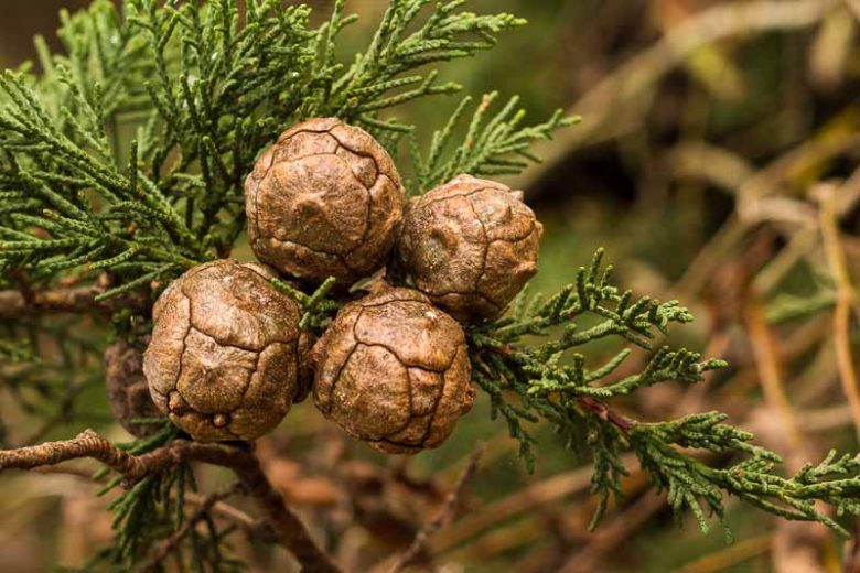 Cupressus macrocarpa, Monterey Cypress, California Cypress, Evergreen Tree, Evergreen Conifer