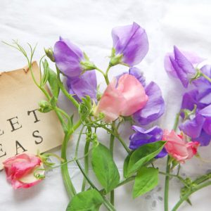 Lathyrus Odoratus, Sweet Pea, Annual plant, Fragrant Plant, Climbing plant,Annual Flowers, Fragrant Flowers Climbing Flowers