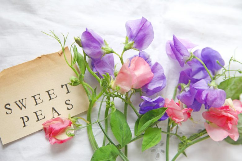 Lathyrus Odoratus, Sweet Pea, Annual plant, Fragrant Plant, Climbing plant,Annual Flowers, Fragrant Flowers Climbing Flowers