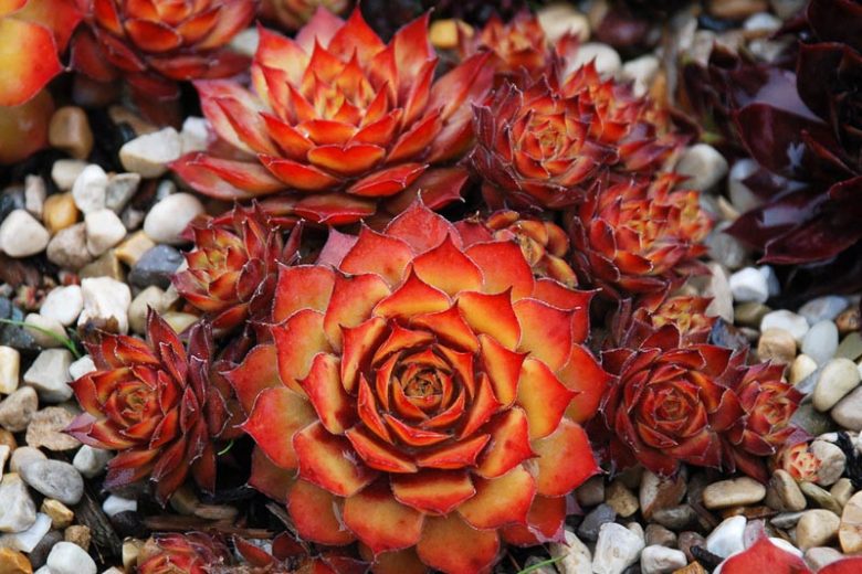 Sempervivum Gold Nugget, Hens and Chicks Gold Nugget, Houseleek Gold Nugget, Chick Charms Series, succulent, evergreen succulent, Red Succulent, drought tolerant perennial, drought tolerant plant