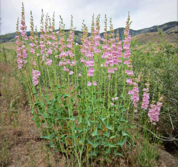 Penstemon palmeri, Palmer's Penstemon, Palmer's Beardtongue, Scented Penstemon, Scented Beardtongue, Pink Penstemon, Pink Beardtongue