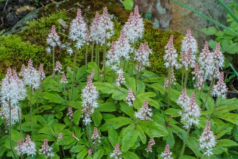 Tiarella wherryi, Wherry's Foam Flower, Tiarella collina, Tiarella cordifolia var. collina, Shade plants, White Flowers