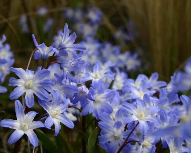 Chionodoxa Blue Giant, Glory of the Snow Blue Giant, Chionodoxa forbesii, Chionodoxa Luciliae, Chionodoxa Gigantea, Spring bulbs, Early Spring bloom, Late winter bloom