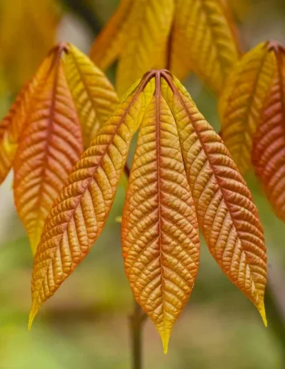 Aesculus Parviflora, Bottlebrush Buckeye, Dwarf Buckeye, Dwarf Horse Chestnut, White Flowers, Shade Plant, Plants for Shade,