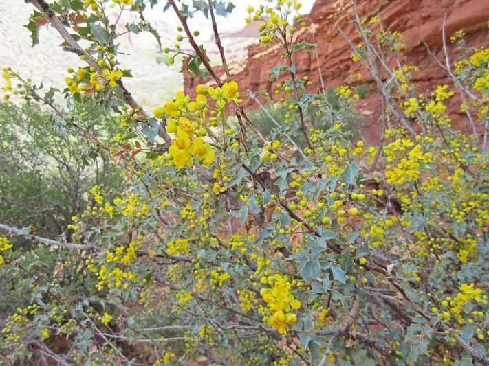 Mahonia fremontii, Fremont's Mahonia, Desert Mahonia, Desert Oregon-grape, Fremont Barberry, Holly Grape, Berberis fremontii, Berberis higginsiae, Mahonia higginsiae, Odostemon fremontii, Yellow Flowers, evergreen shrub