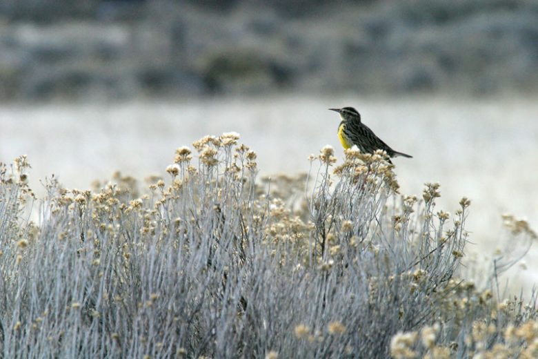 Ericameria nauseosa, Rubber Rabbitbrush, Gray Rabbitbrush, Yellow Flowers, Waterwise Perennial