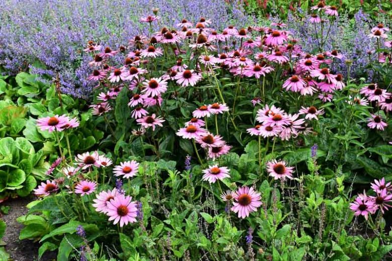 Echinacea purpurea 'Ruby Star', Ruby Star Echinacea, Echinacea purpurea 'Rubinstern', Coneflower 'Ruby Star, Pink coneflower, Pink coneflowers, Pink Echinacea, Pink Flowers, Pink Perennials, Purple coneflowers, Purple Echinacea, Purple Flowers, Purple Perennials