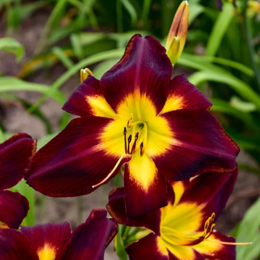 Hemerocallis Persian Ruby, Daylily Persian Ruby, Day Lily Persian Ruby, Persian Ruby Daylily, daylilies, Daylily, Day Lilies, Red flowers, Red day lily, Red Daylily, Midseason Daylilies