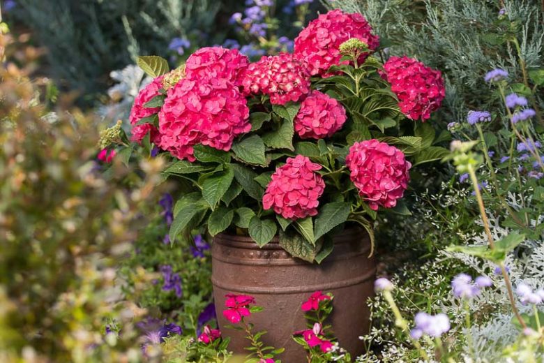 Endless Summer Hydrangea,  Hydrangea Macrophylla 'Summer Crush', Bigleaf Hydrangea Summer Crush®, Mophead Hydrangea Summer Crush®, Hortensia Summer Crush®, Hydrangea Bush,