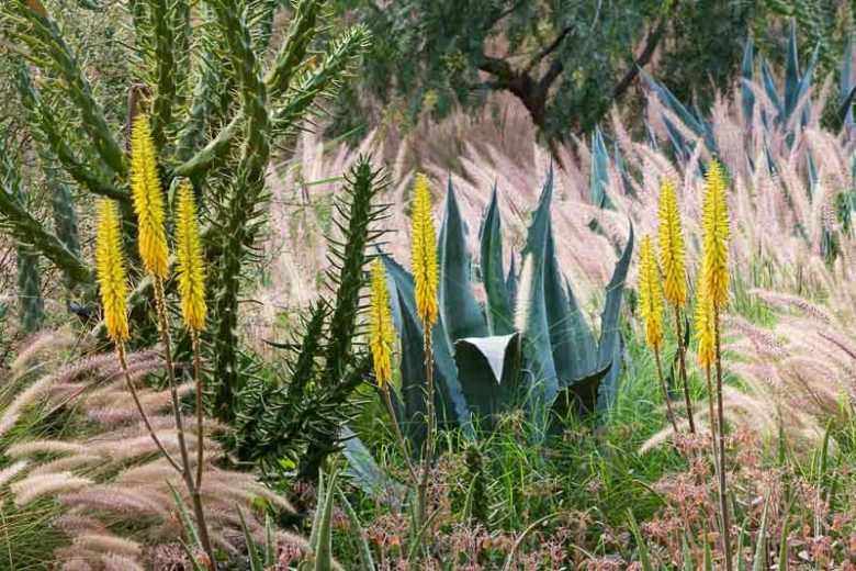 Austrocylindropuntia subulata, Eve's Needle Cactus,  Eve's Needle, Cane Cholla, Eve's Pin, Eve’s Needle Cactus, Eve’s Pin Cactus, Long Spine Cactus, Eve's-Pin Prickleypear, Opuntia subulata
