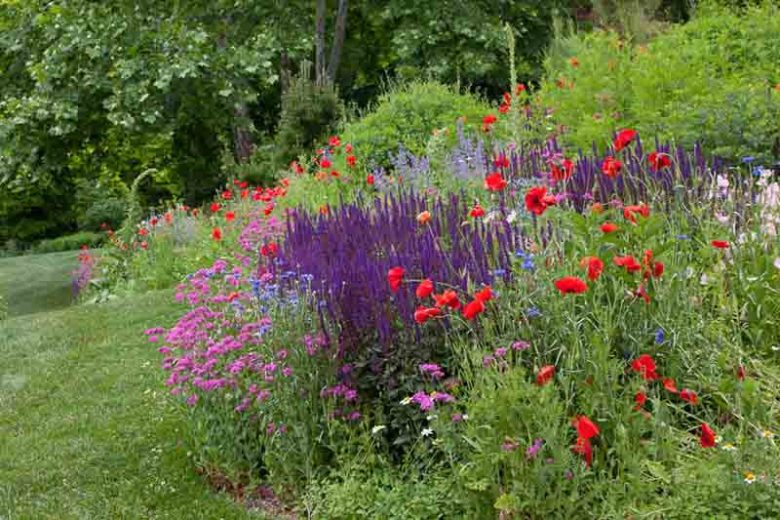 Silene Armeria, Sweet William Catchfly, Campion, None-So-Pretty, Pink flowers, Drought tolerant plants