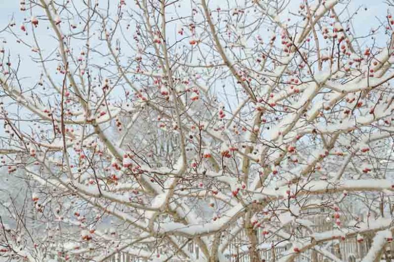 Crataegus laevigata, Midland Hawthorn, May, Albespyne, Bird Eagles, English Hawthorn, Quickset Thorn, Quickthorn, Whitethorn, Red fruit, red berries, Winter fruits, White flowers,