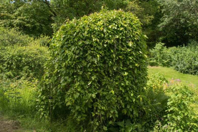 Morus alba 'Pendula',Weeping White Mulberry, White Mulberry 'Pendula', Silkworm Mulberry 'Pendula', Mulberry Fruits