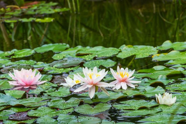 Nymphaea Marliacea Rosea, Waterlily 'Marliacea Rosea', Water Lily 'Marliacea Rosea', Hardy Nymphaea, Hardy Waterlily, Hardy Water Lily, Pink Waterlily, Pink Water Lily