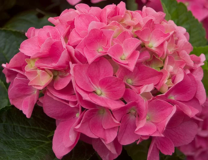 Hydrangea Macrophylla Cityline® Vienna, Cityline® Vienna Hydrangea, Bigleaf Hydrangea Cityline® Vienna, Mophead Hydrangea Mars® Vienna, Blue hydrangea, Pink Hydrangea, Purple Hydrangea