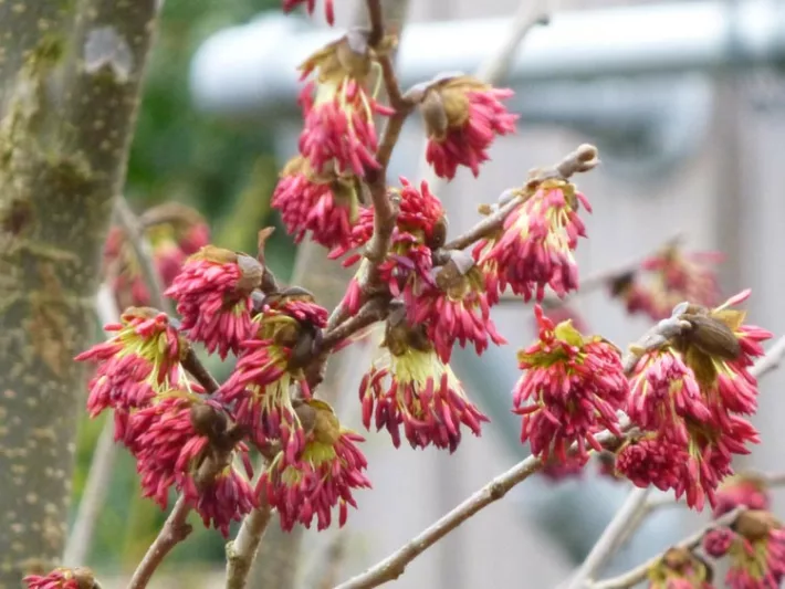 Parrotia persica 'Vanessa', Persian Ironwood 'Vanessa', Tree with fall color, Fall color, Attractive bark Tree, Peeling Bark
